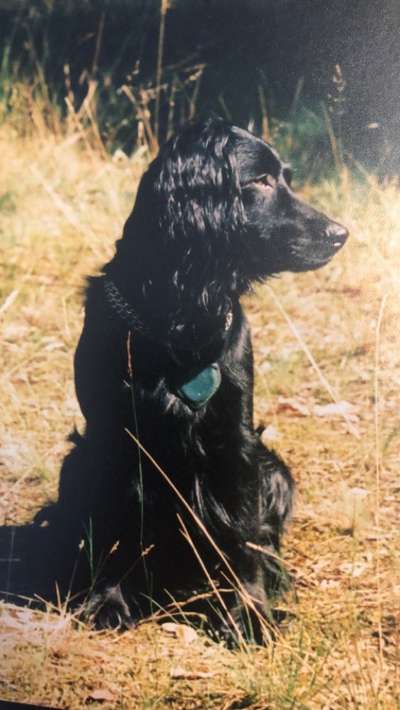 Unsere Fellnasen im Regenbogenland-Beitrag-Bild