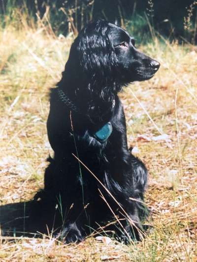 Englisch Cocker Spaniel-Beitrag-Bild