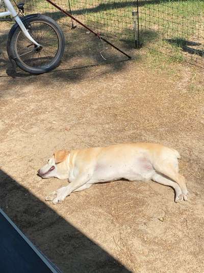 Freiwillig auf heißem Asphalt unterwegs-Beitrag-Bild