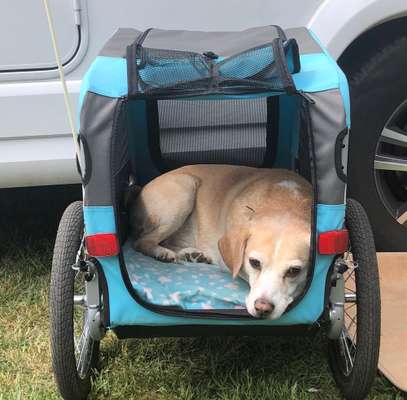 Gewöhnt sich der Hund an die Hitze?-Beitrag-Bild