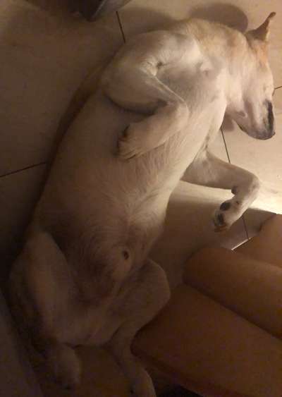 Dogorama Photo Challenge - Zeigt her eure Bäuche-Beitrag-Bild