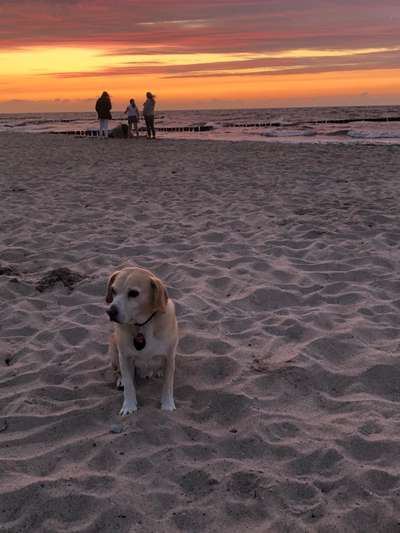 Die Dogorama Wochen Challenge-Beitrag-Bild