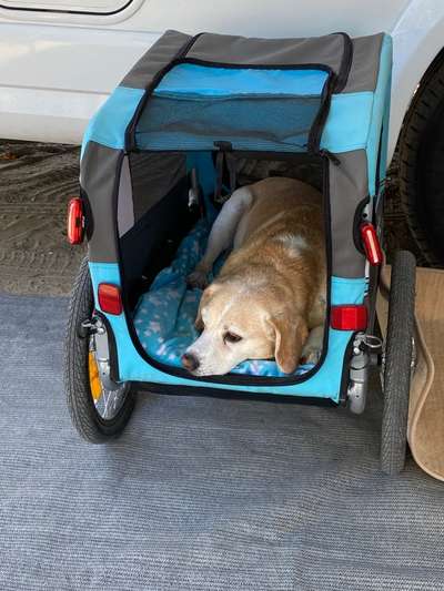 Radfahren mit Hund-Beitrag-Bild