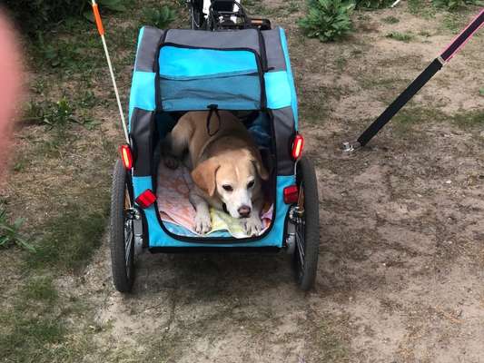 Radfahren mit Hund-Beitrag-Bild