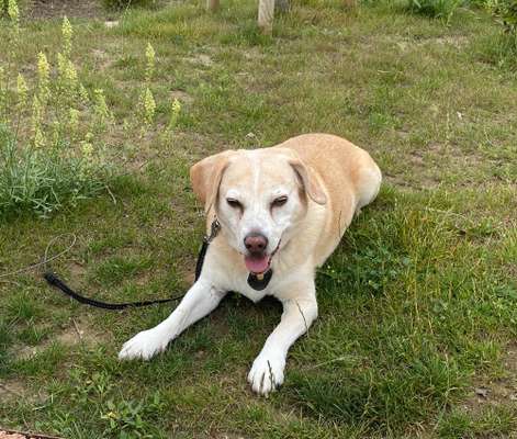 Hundeangriff, groß gegen klein-Beitrag-Bild