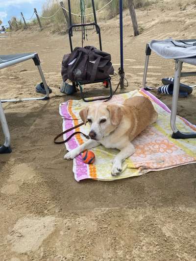 Wie kamst du zu deinem Hund?-Beitrag-Bild