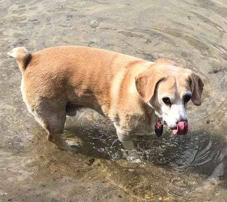 Fotowettbewerb: Wasserratte-Beitrag-Bild