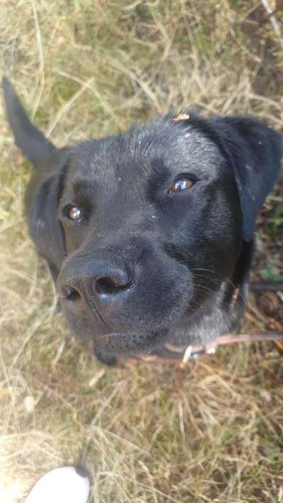 Zeigt mir die tollste Nahaufnahme von eurer Fellnase-Beitrag-Bild