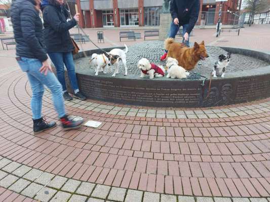 Hundetreffen-Hundespass in Salzgitter-Bad-Bild