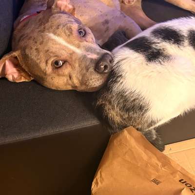 Hundetreffen-Damon sucht Freunde zum spielen.-Bild