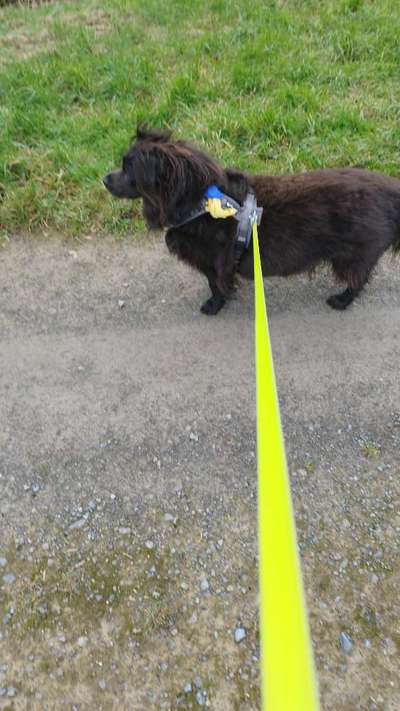 TierschutzhundeStammtisch🐕-Beitrag-Bild