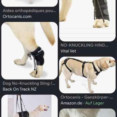 Orthopädisches Hundegeschirr-Beitrag-Bild