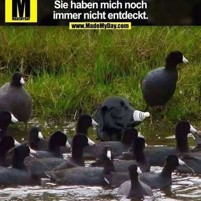 Hunde Memes-Beitrag-Bild