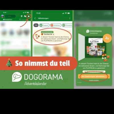 Dogorama Adventskalender-Beitrag-Bild