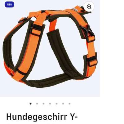 Antizieh Geschirr Amstaff-Beitrag-Bild