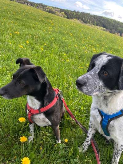 Mischlingshunde Foto Aufruf-Beitrag-Bild