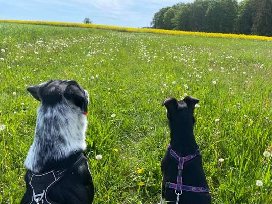 Mischlingshunde Foto Aufruf-Beitrag-Bild
