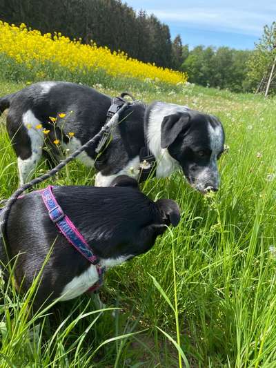 Mischlingshunde Foto Aufruf-Beitrag-Bild