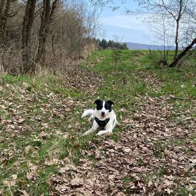 Hundetreffen-Gassitreffen und Spielen-Bild