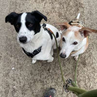 Hundetreffen-Spazieren und üben von anderen Hundebegegnungen