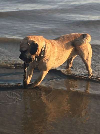 Die Dogorama Kalender Challenge Titelbild-Beitrag-Bild