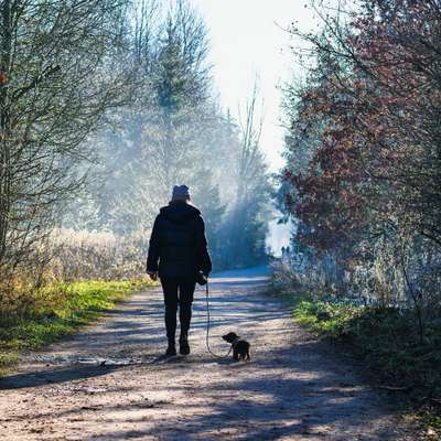 Hundetreffen-Welpentreff zum Spielen | Gassi gehen-Bild