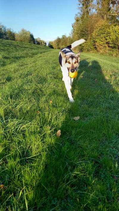 Schäferhund-Beitrag-Bild