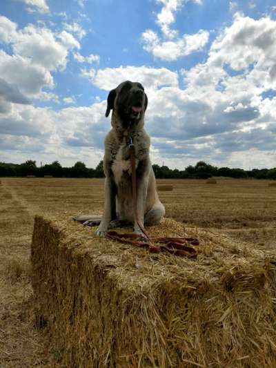 Unsere Fellnasen im Regenbogenland-Beitrag-Bild