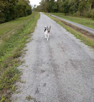 Auslandstierschutz-Beitrag-Bild