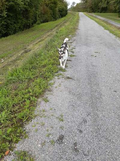 TierschutzhundeStammtisch🐕-Beitrag-Bild