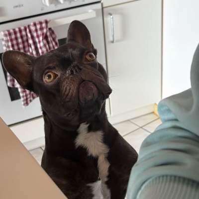 aktuelles Foto Gruppe Französische Bulldogge