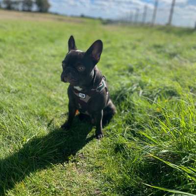 Hundetreffen-Frenchie Freunde SL / Umgebung-Bild