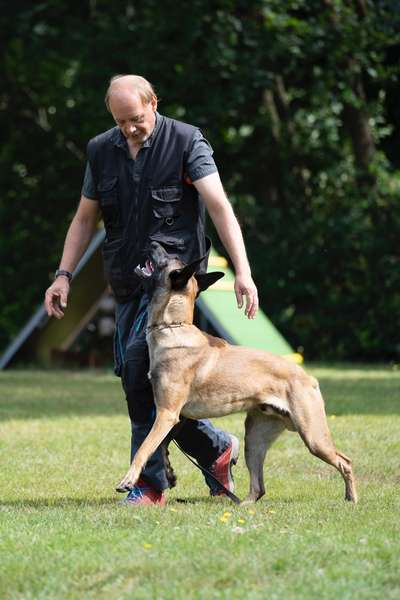 IGP- Fährten, Unterordnung, Schutzdienst-Beitrag-Bild