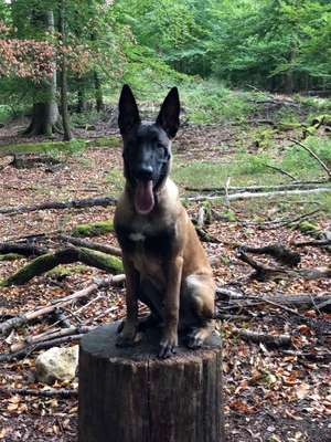 Hundetreffen-Gassi Wandern oder spazieren gehen-Bild