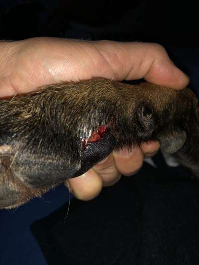 Ballen im Unterholz aufgerissen-Beitrag-Bild