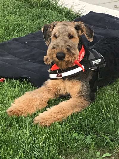 Airedale Terrier-Beitrag-Bild