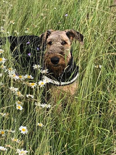 Die Dogorama Monats Challenge "Es grünt und blüht"-Beitrag-Bild