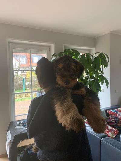 Als Welpen sind sie alle noch süßer-Beitrag-Bild