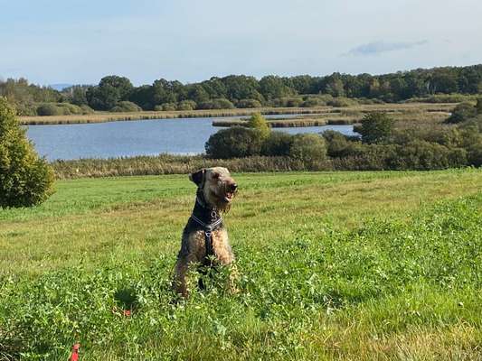 Zeigt euren Hund an eurem lieblingsplatz-Beitrag-Bild