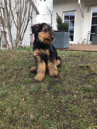 Airedale Terrier-Beitrag-Bild