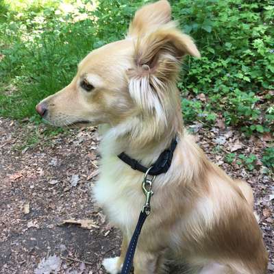 Hundetreffen-Susi an den Waldteichen-Profilbild