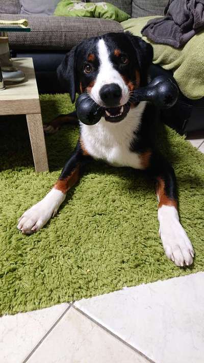 Appenzeller Sennenhunde-Beitrag-Bild