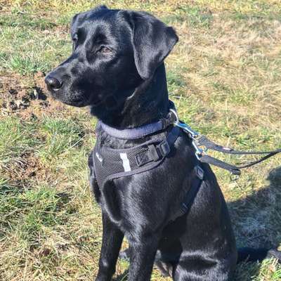 Hundetreffen-Spaziergang in der Heide