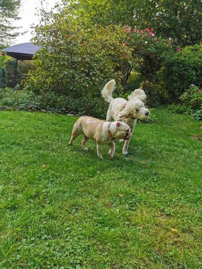 Bester Freund, Hundekumpel - zeigt her!-Beitrag-Bild