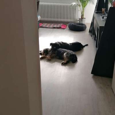 Hundetreffen-Gassirunde/ spielen und toben-Bild