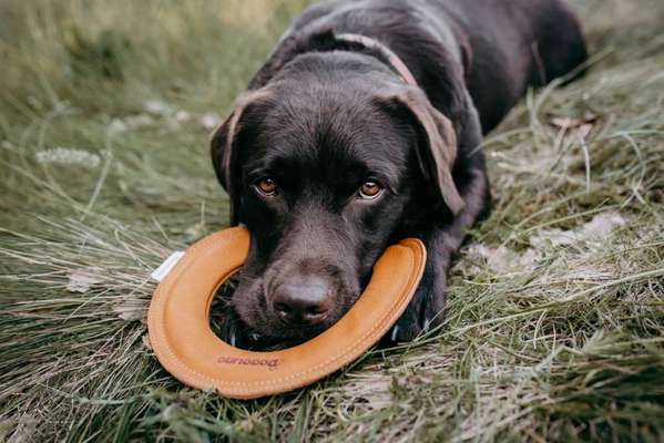 Nachhaltige Hundeshops-Beitrag-Bild