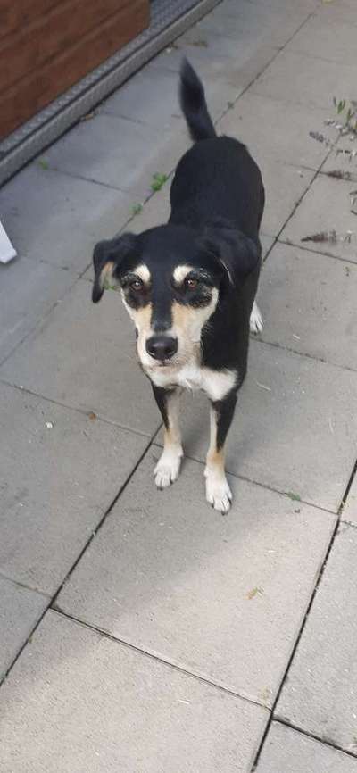 Mischlingshunde Foto Aufruf-Beitrag-Bild