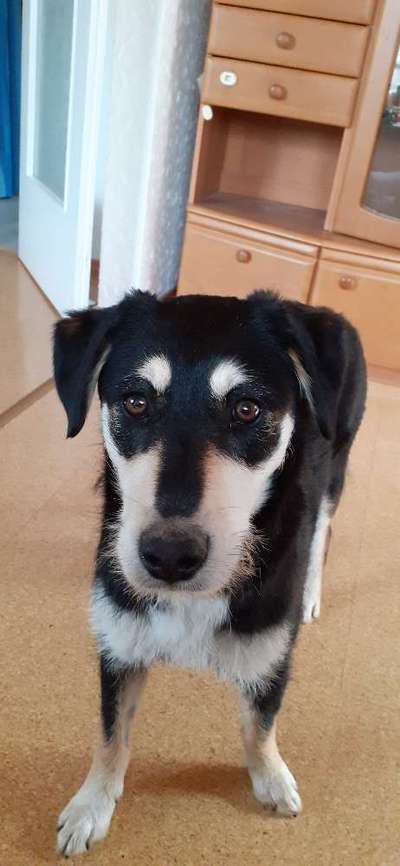 Mischlingshunde Foto Aufruf-Beitrag-Bild