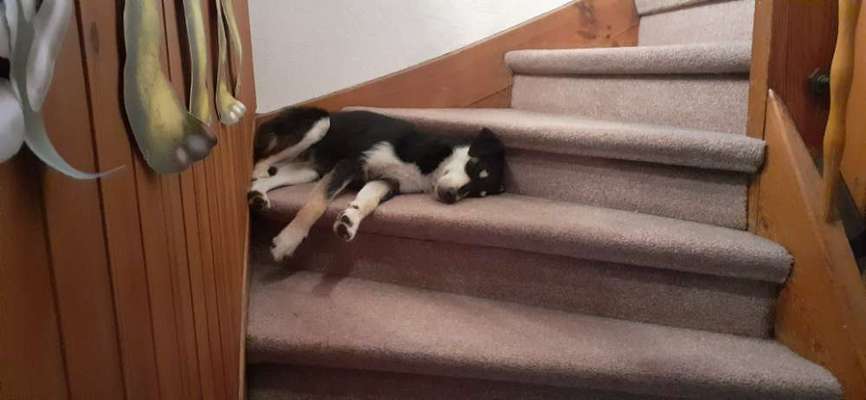 42. Collage Challenge - Ruheplatz-Beitrag-Bild