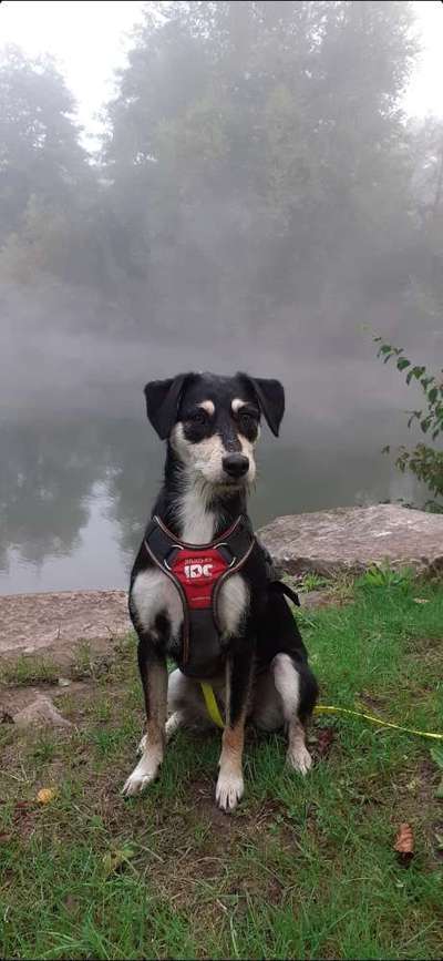 Mischlinge raten - Rätselspaß-Beitrag-Bild